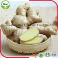 Hot Sale Old Air Dry Ginger